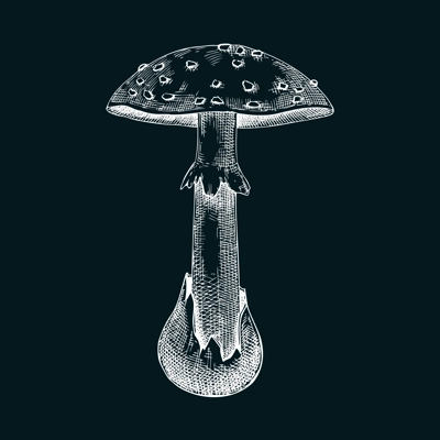 Dead cap mushroom sketch. Hand-drawn deadly poisonous fungus illustration. Forest mushroom drawing on chalkboard